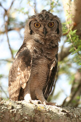 Oiseau gros plan portrait de Chouette Hulotte Africaine Strix Woodfordii rapace nocturne au Tsavo Afrique Kenya