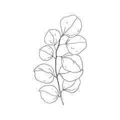 A branch of eucalyptus on a white background. Design for logo and wedding illustration. Black and white vector illustration.