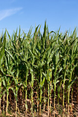 agricultural field where green corn grows, closeup