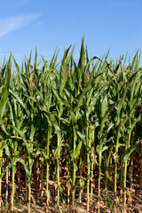 agricultural field where green corn grows, closeup
