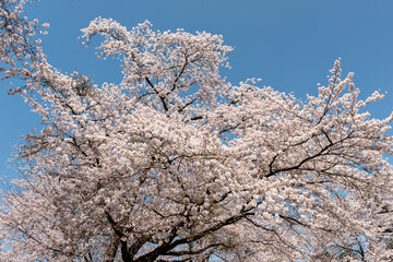 Full blooming of cherry blossoms in Yakuno highlands, Fukuchiyama city, Kyogo, Japan