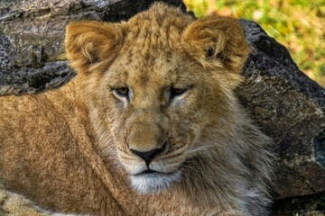 Obraz premium Portrait of a lion