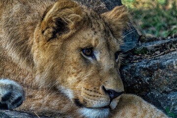 Obraz premium Portrait of a lion