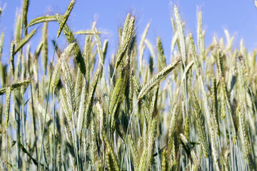 Fototapeta premium close - up of the agricultural crop rye