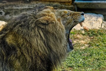 Obraz premium Portrait of a lion