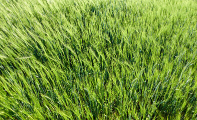 Fototapeta na wymiar Green barley field (Hordeum vulgare) in bright day light, full frame. Germany, Swabian Alb.