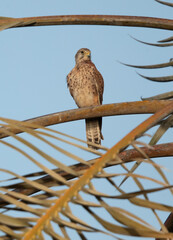 Common Kestrel perched on dates palm tree at Hamala, Bahrain