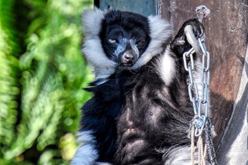 black and white lemur