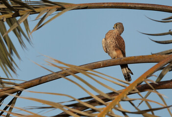 Common Kestrel preening at Hamala, Bahrain