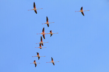 flamingos in flight