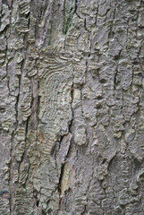 Close Up Detail of Rough Textured Bark of Old Tree Trunk