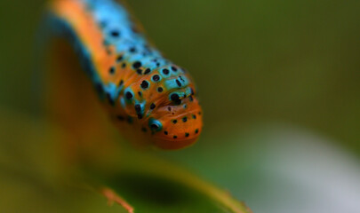 a colorful worm on a green leaf in macro