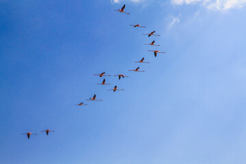 flamingos in flight