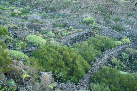 Vegetaci&oacute;n salvaje en un terreno en terrazas en una ladera volc&aacute;nica de la isla de Tenerife, Islas Canarias, Espa&ntilde;a. La naturaleza recupera el terreno tras el abandono de las estructuras de cultivo.