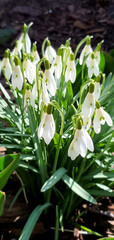 Blooming snowdrops as the first signs of spring