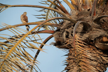 Common Kestrel perched on date palm tree at Hamala, Bahrain