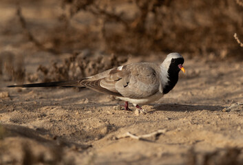 Namaqua Dove at hamala, Bahrain