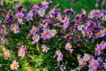 Fototapeta premium flowers in the field