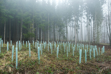 Fototapeta na wymiar Anpflanzung von Bäumen mit Wuchhülsen im Wald im Herbst-Nebel / Wiederaufforsten (Forstwirtschaft / Waldwirtschaft)