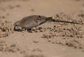 A female Namaqua Dove feeding at hamala, Bahrain