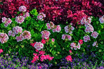 flowers in the garden