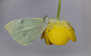 Farfalla