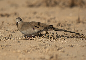 A female Namaqua Dove at hamala, Bahrain