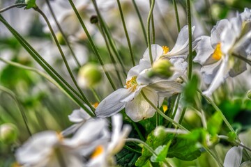 white flowers