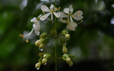 a macro view of beautiful white flowers and dew drops