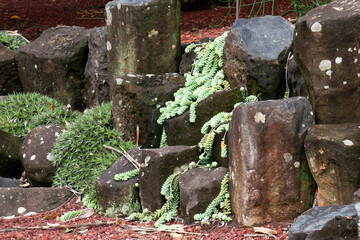Naklejka premium Sydney Australia, trailing stems of sedum morganianum or donkey tail in rockery garden 