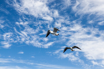 Fototapeta na wymiar sea gulls in search of food on the Baltic Sea