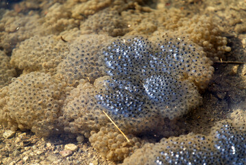 Spawn under and on water in pond, Zurich, Switzerland.