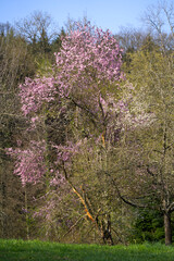 Pink and white tree blossoms at springtime, Zurich, Switzerland.
