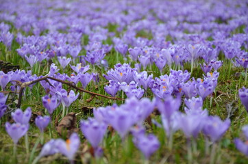 Fototapeta premium spring crocuses bloomed