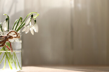 Beautiful snowdrops in glass jar indoors, space for text. First spring flowers