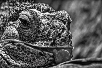 black and white close up of iguana