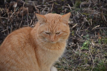 Fototapeta na wymiar red cat sitting
