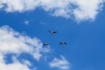 flamingos in flight