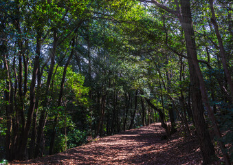 木漏れ日が美しい森の中の遊歩道