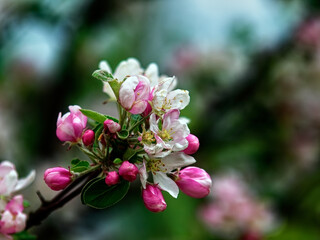 apple blossoms on a branch