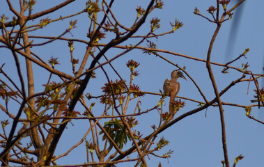 bird blended with the color of tree leaves