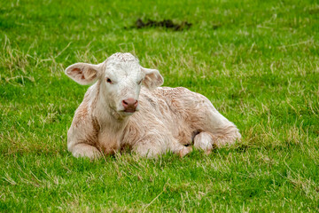 Small cute calf sleeping on the green meadow in Ireland