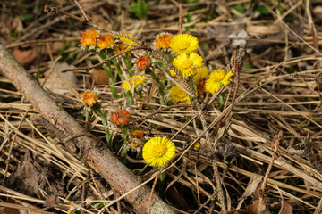 Wildkräuter / Heilpflanzen im Wald: gelb blühender Huflattich (lat.: Tussilago farfara) auf dem Waldboden im Frühling