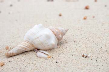 Fototapeta na wymiar White and pink seashell on the beach. Shellfish on the sand. Sea bottom close up. Small shell macro. Wild nature concept. Marine nature. Mollusk on the beach. Nature closeup. Summer vacations concept