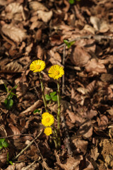 Hochformat: Drei gelbe Huflattich (lat.: Tussilago farfara) auf dem Waldboden zwischen altem Laub im Vorfühling