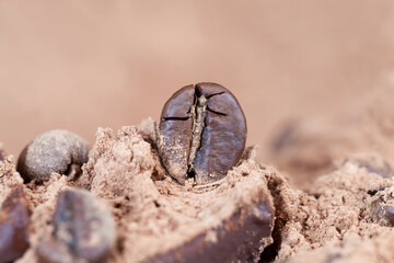 close up of coffee beans for making a real drink