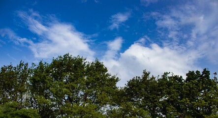 Blue sky with beautiful tree