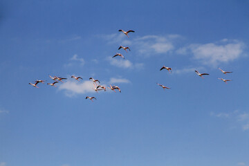 flamingos in flight