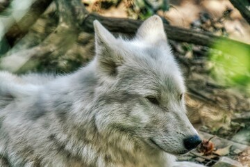 Naklejka premium Hudson Bay Wolf