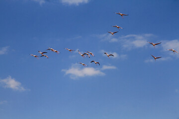 flamingos in flight